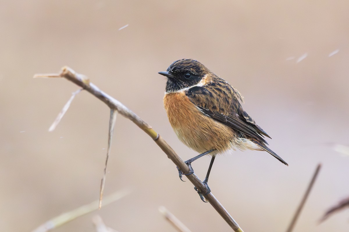 European Stonechat - ML646198555
