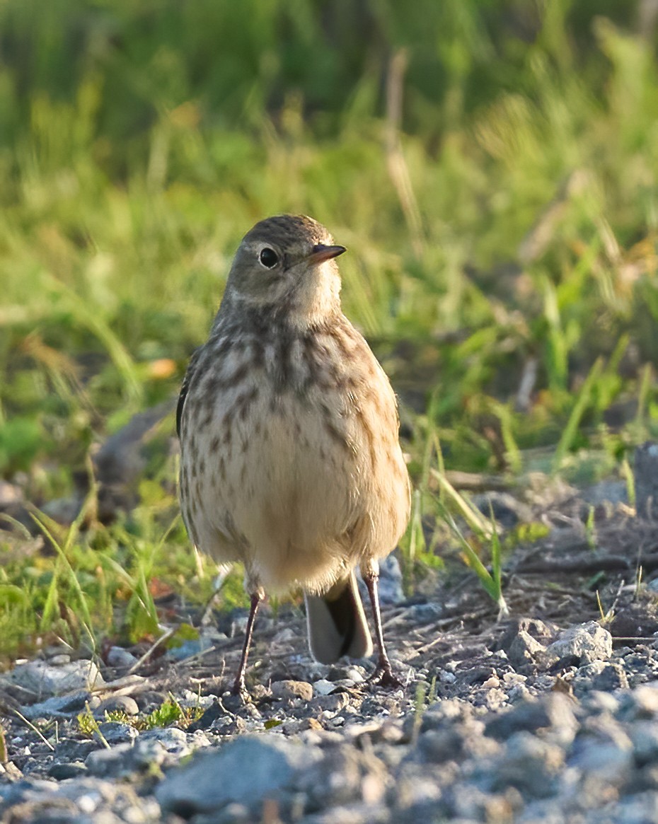 American Pipit - ML646198561
