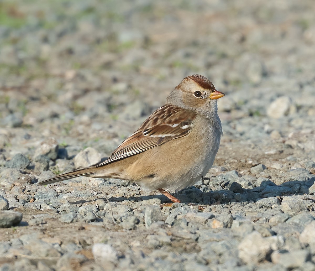 White-crowned Sparrow - ML646198568