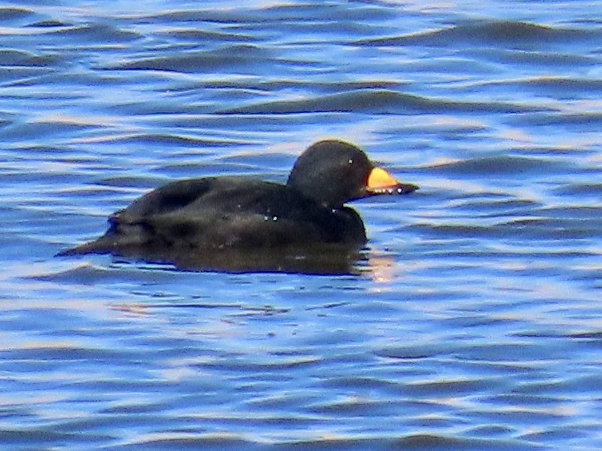Black Scoter - ML646198572