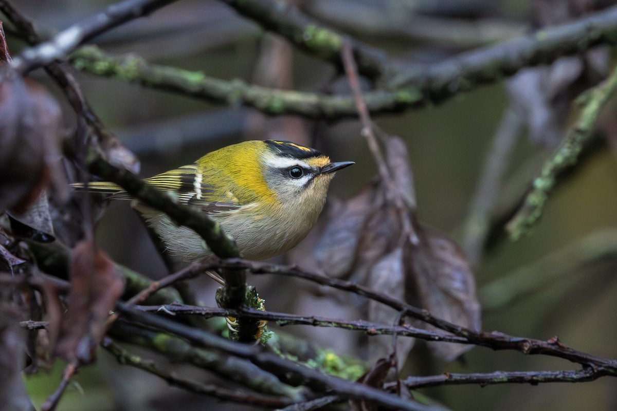 Common Firecrest - ML646198573