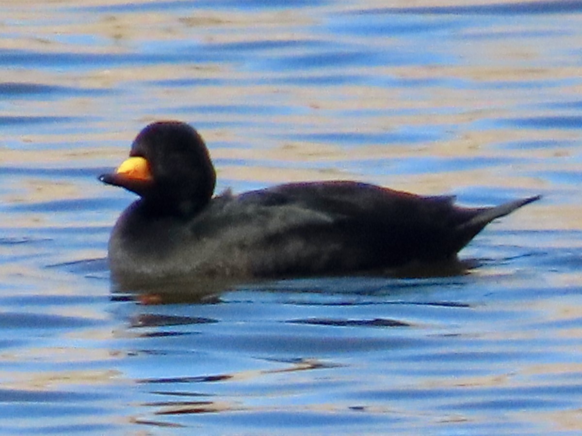 Black Scoter - ML646198574