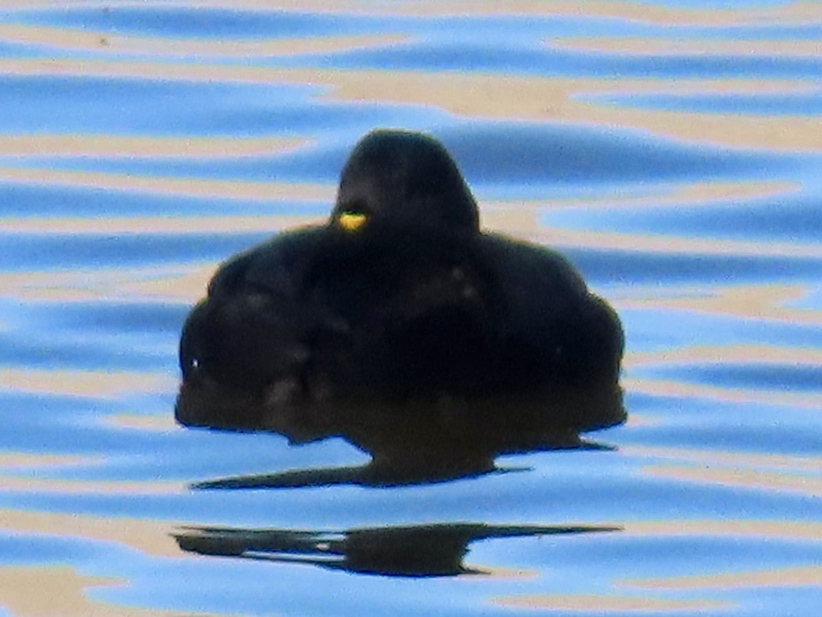 Black Scoter - ML646198575