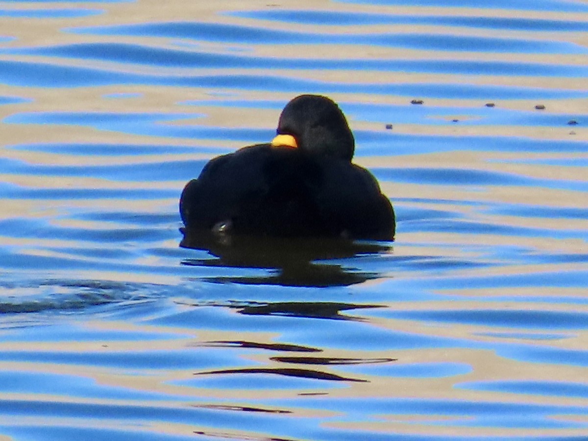 Black Scoter - ML646198576