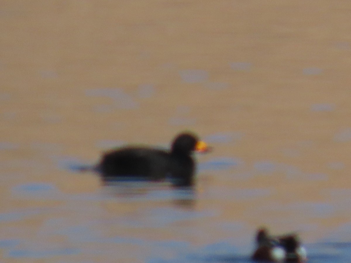 Black Scoter - ML646198577