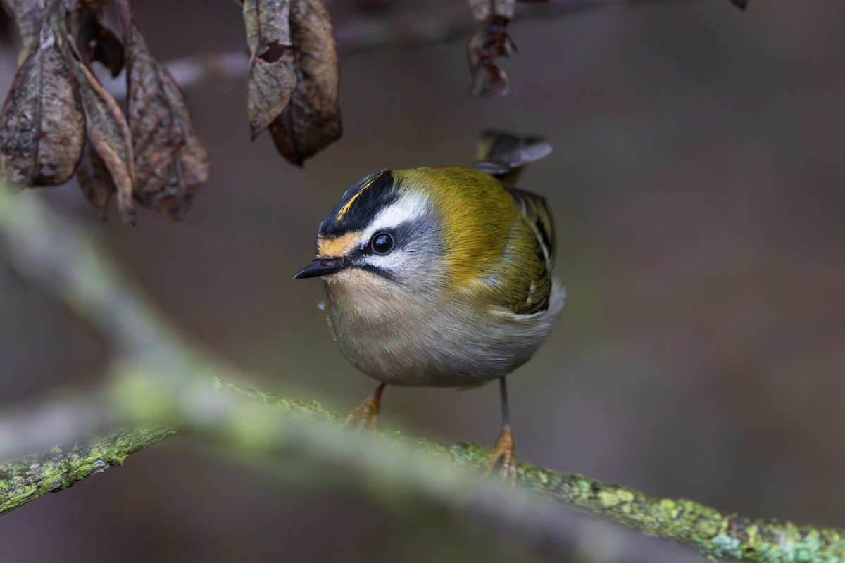 Common Firecrest - ML646198580