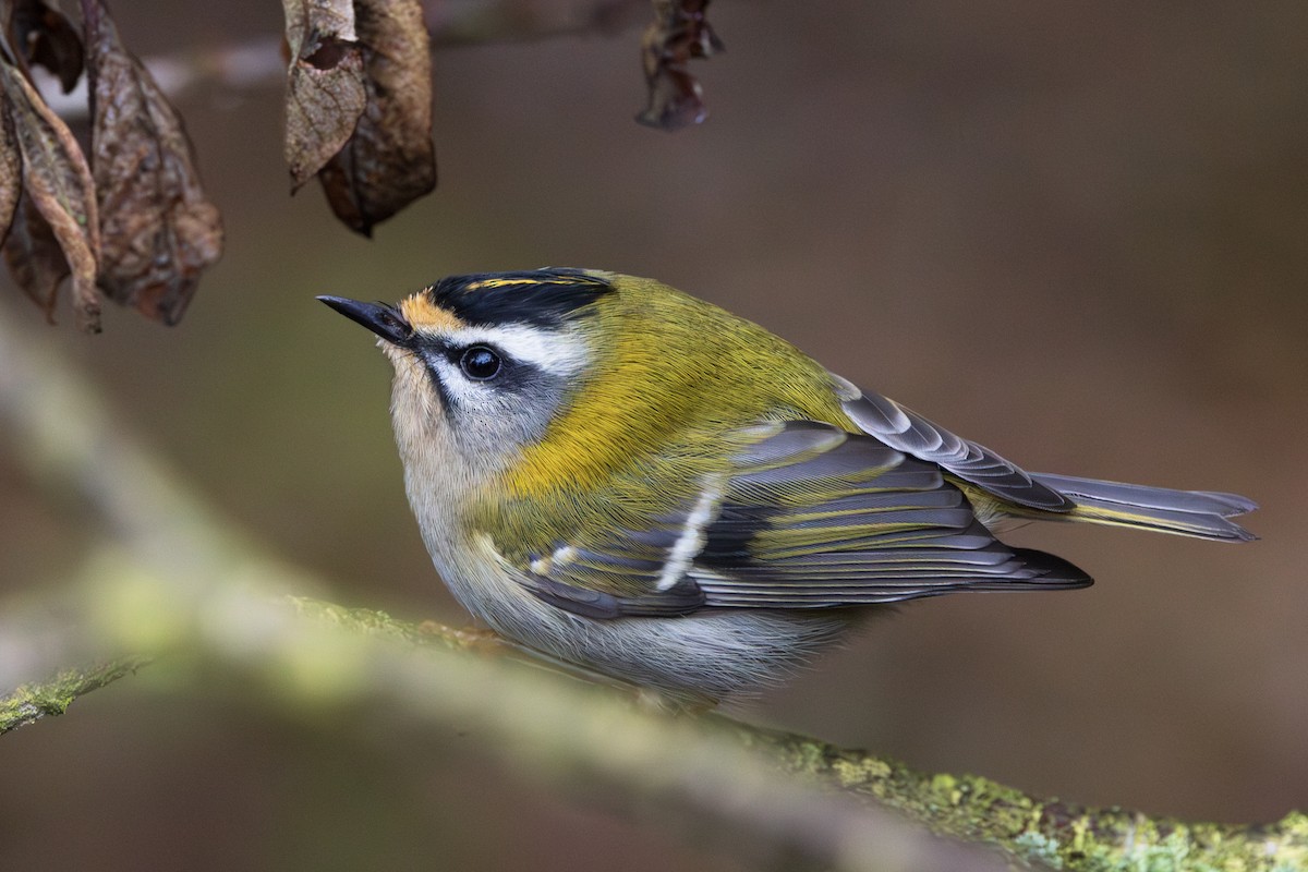 Common Firecrest - ML646198581