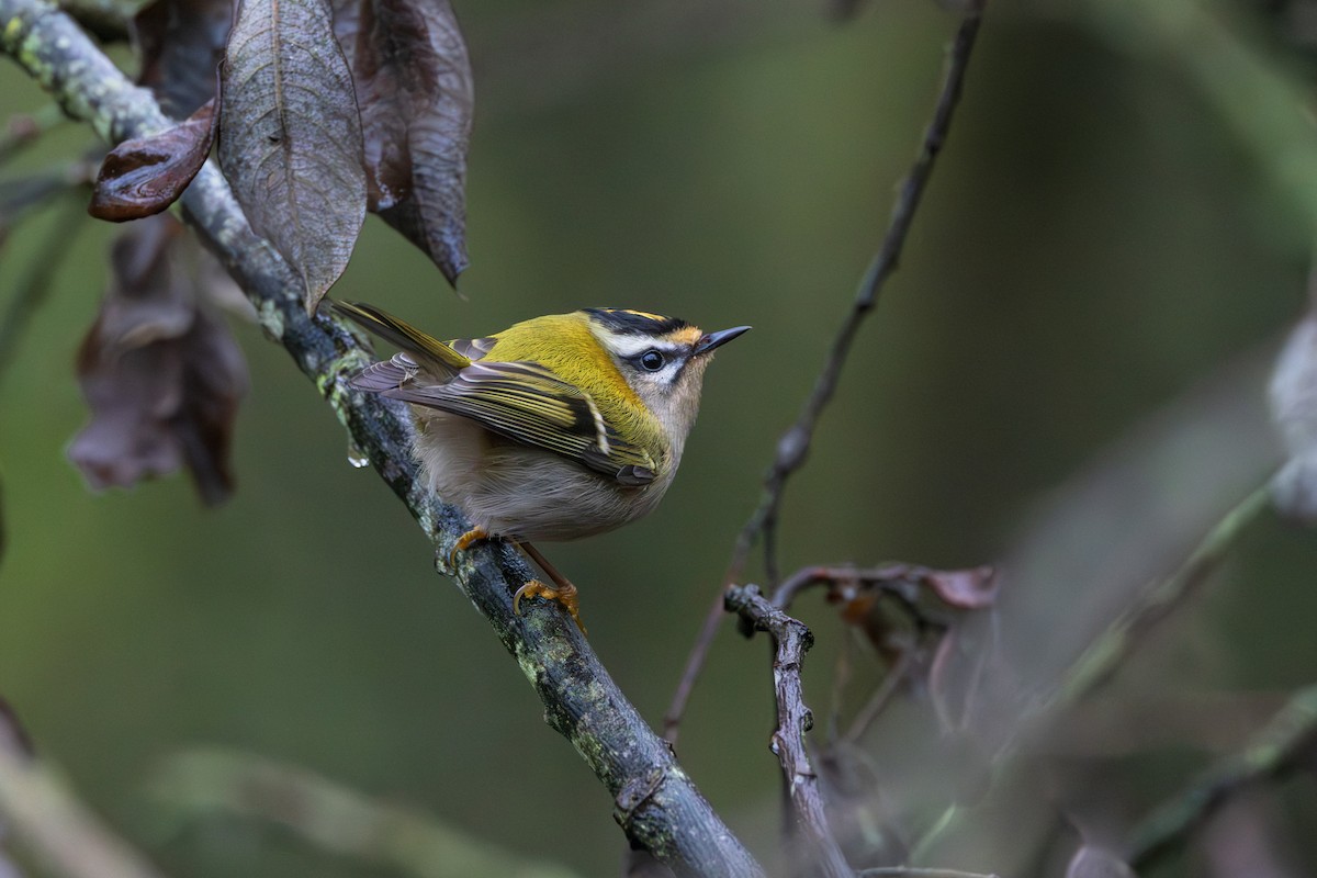 Common Firecrest - ML646198582
