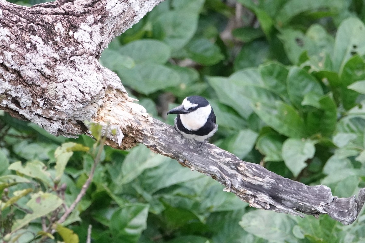 White-necked Puffbird - ML646198592