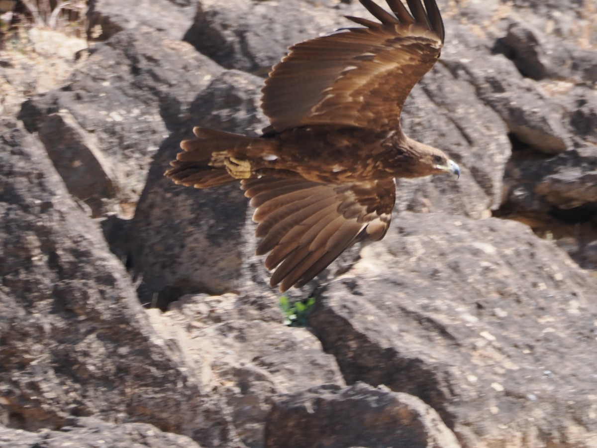 Greater Spotted Eagle - ML646198597