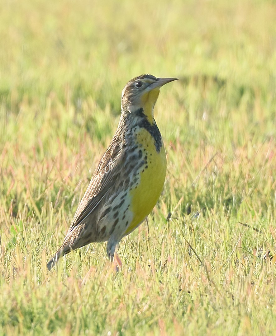 Western Meadowlark - ML646198599