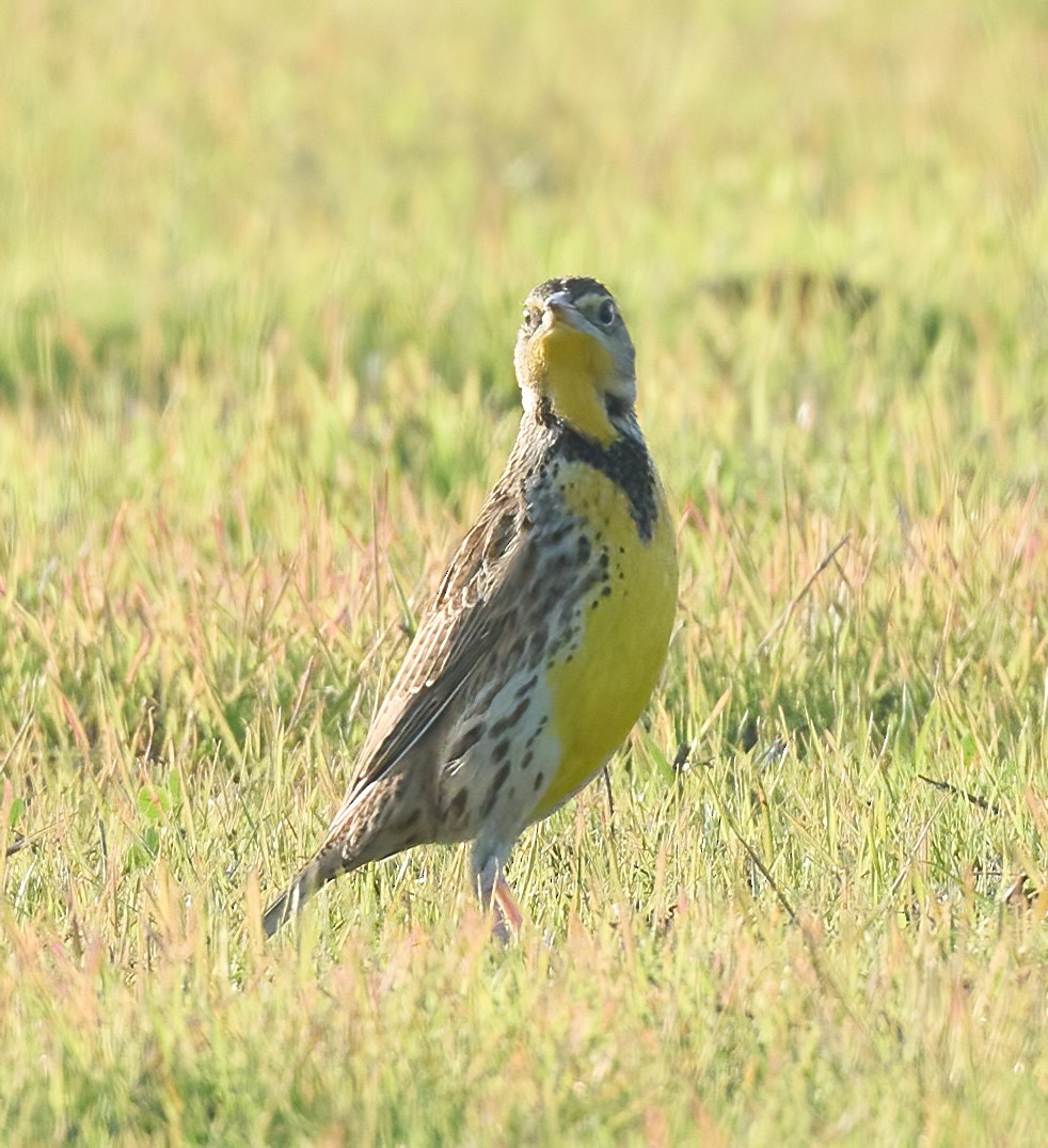Western Meadowlark - ML646198600