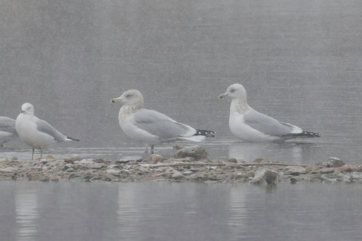 American Herring Gull - ML646198601