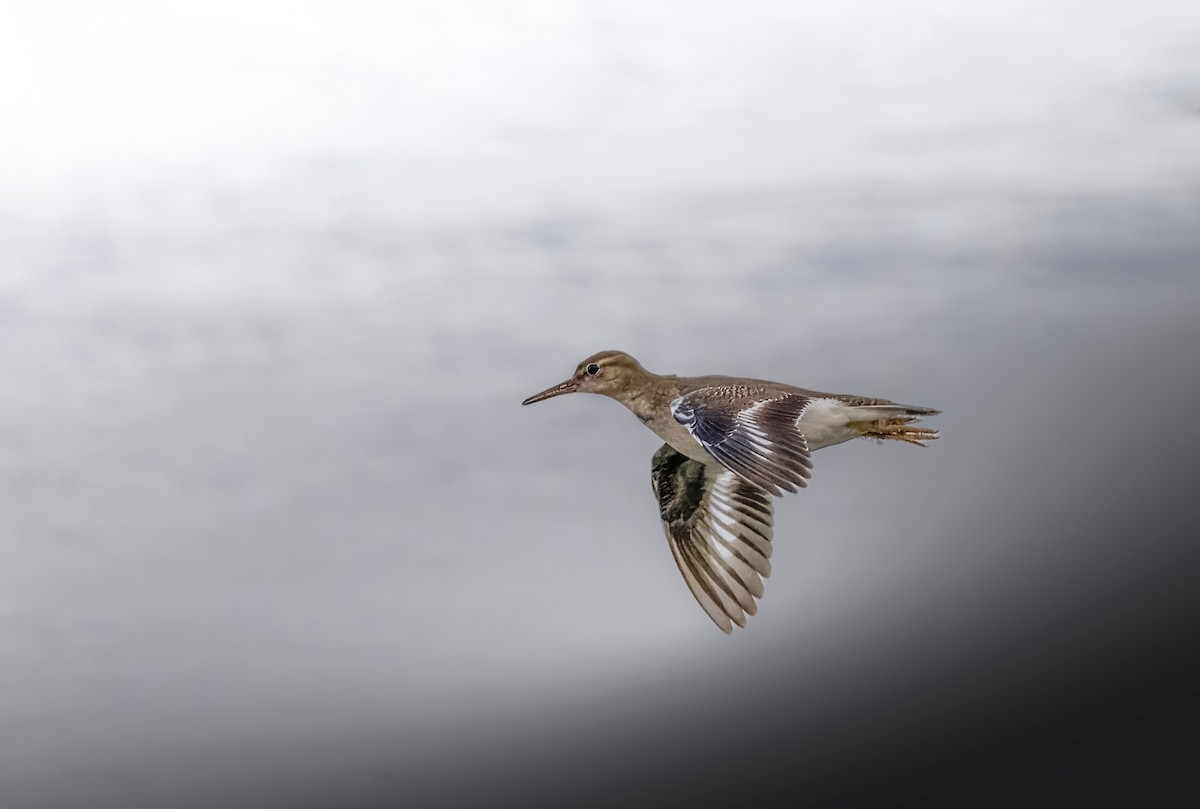 Spotted Sandpiper - ML646198608