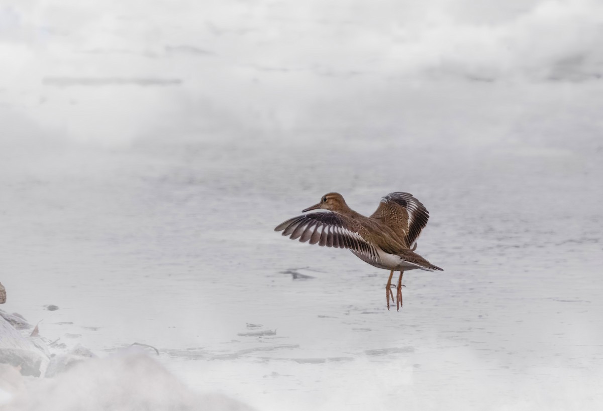 Spotted Sandpiper - ML646198609