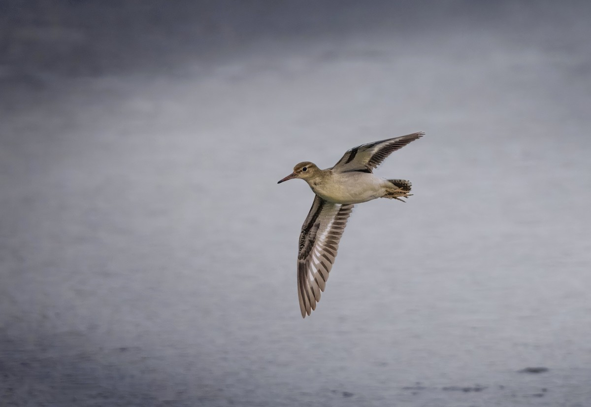 Spotted Sandpiper - ML646198610