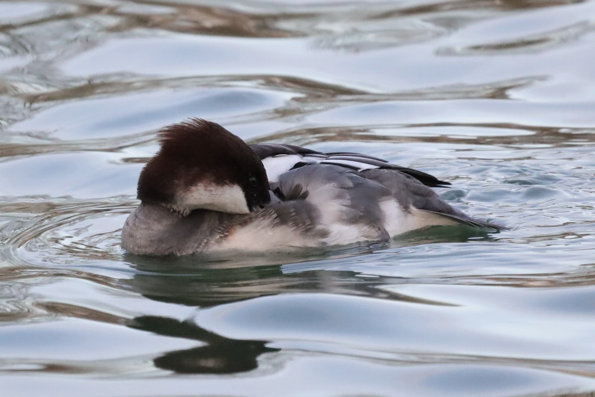 מרגון גמדי - ML646198612