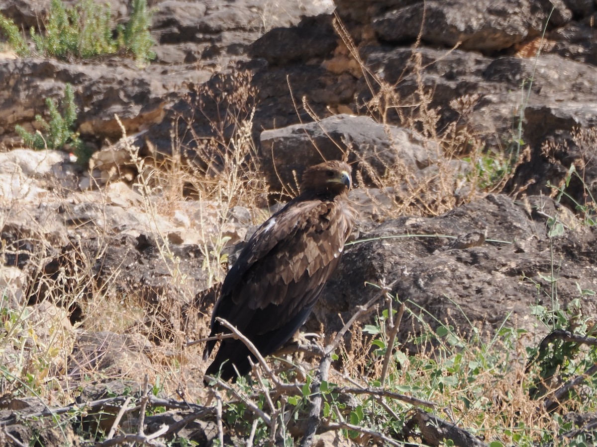 Greater Spotted Eagle - ML646198614