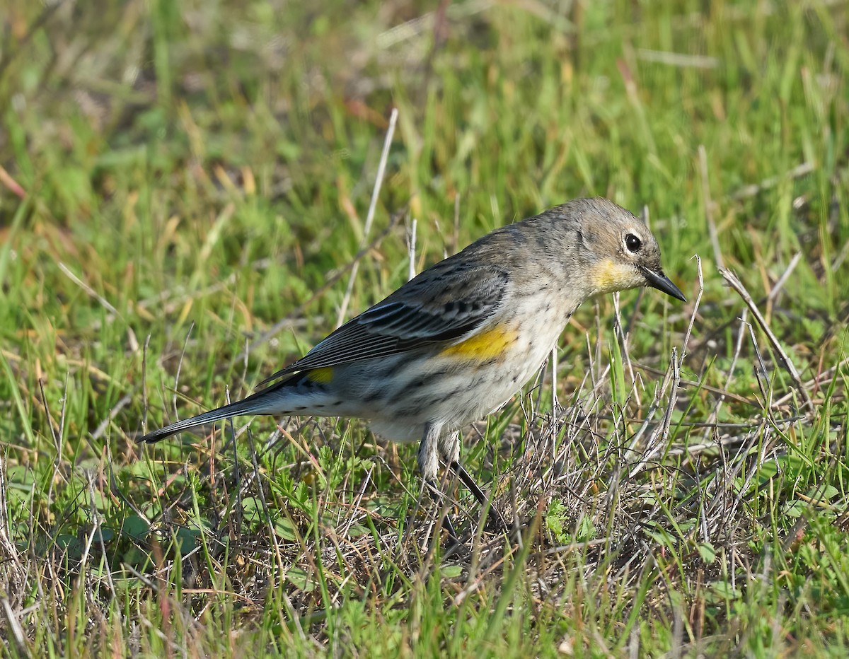Yellow-rumped Warbler - ML646198616