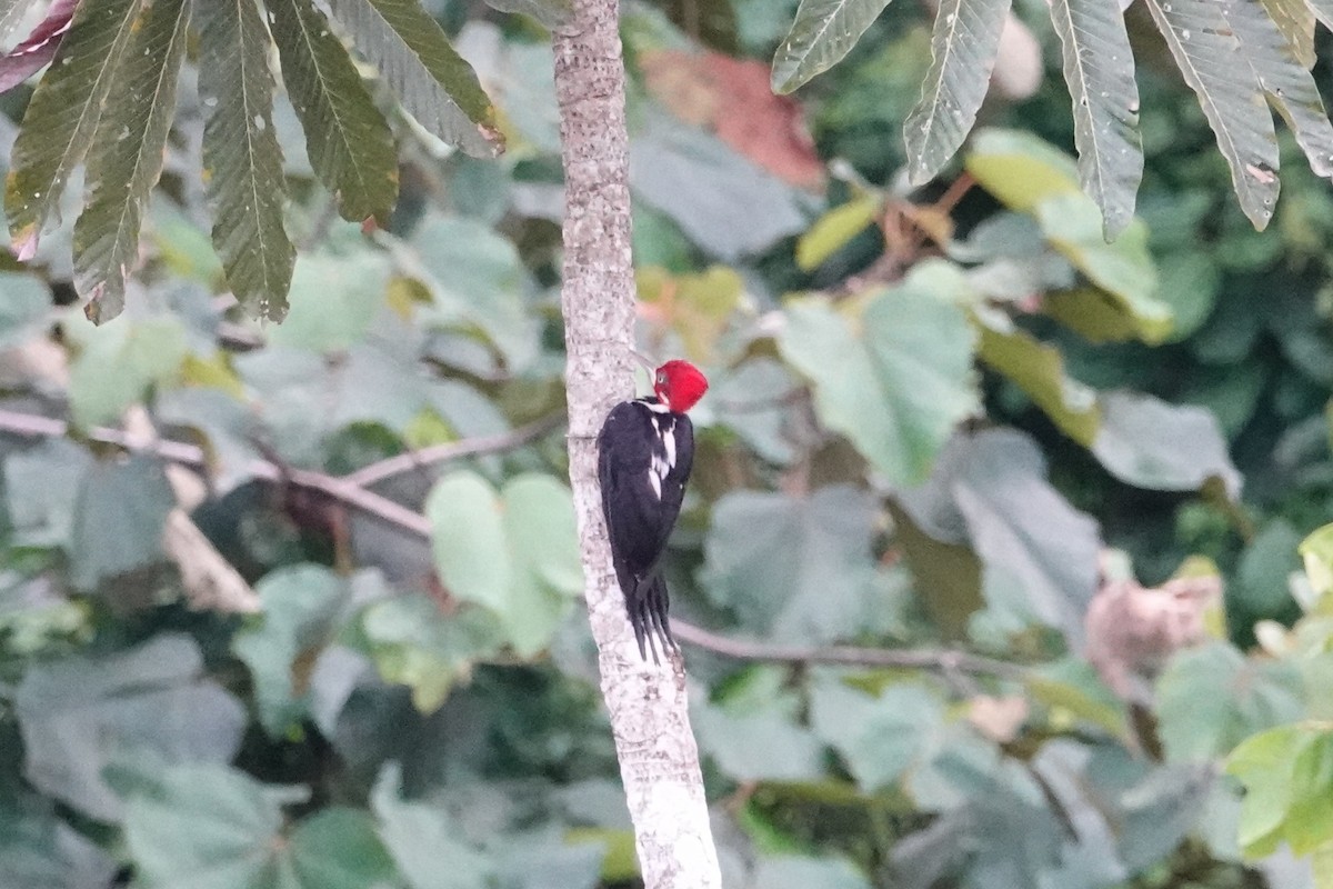 Crimson-crested Woodpecker - ML646198630