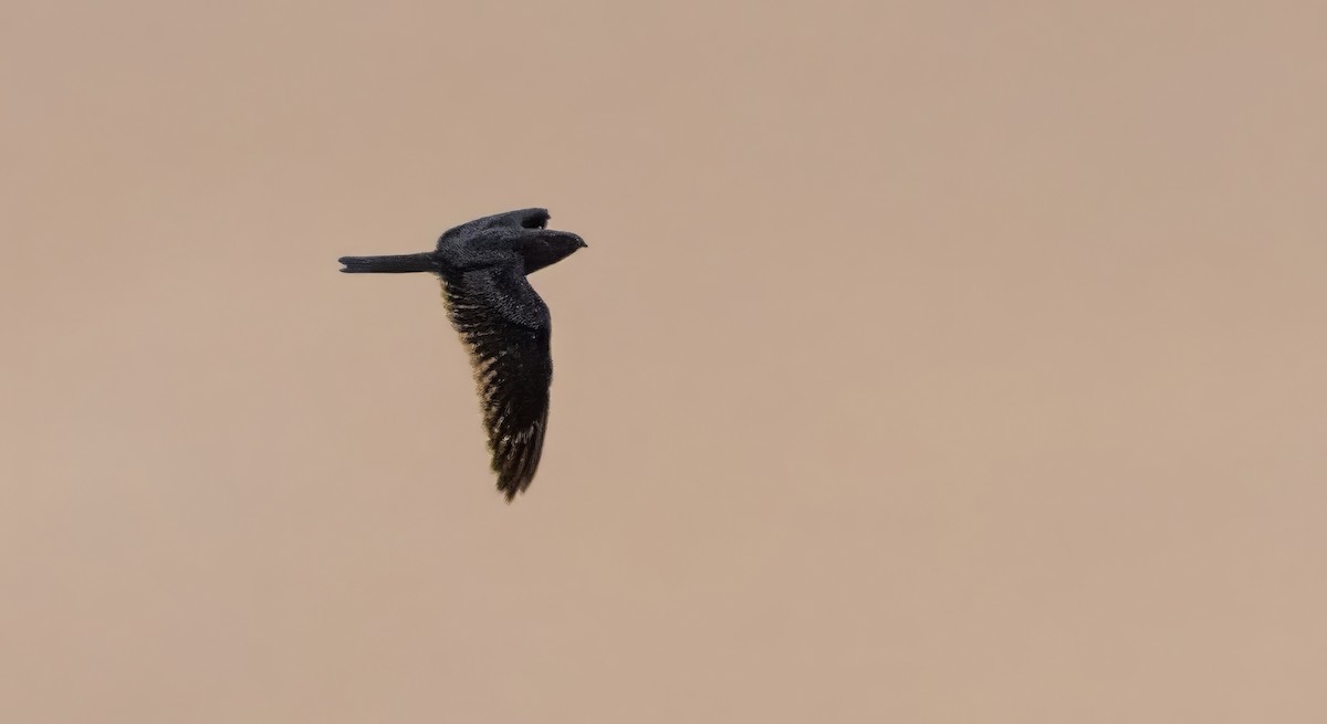 Lesser Nighthawk - ML646198639