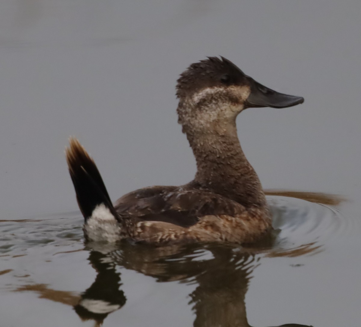 Ruddy Duck - ML646198646