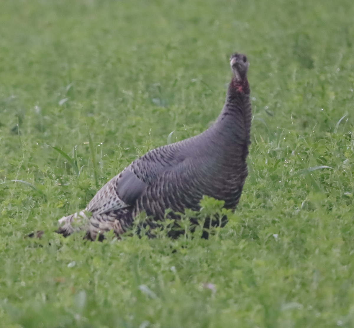 Wild Turkey - ML646198650