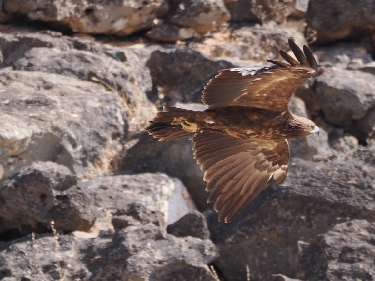 Greater Spotted Eagle - ML646198651