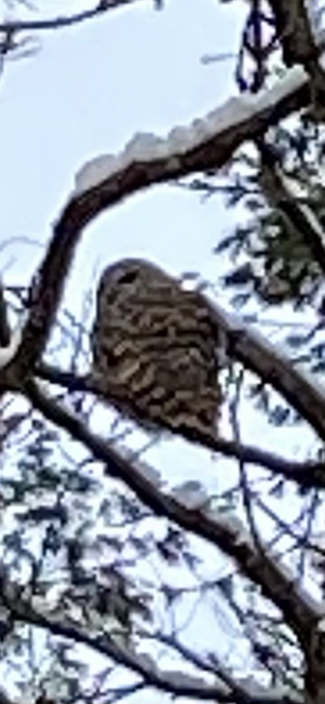 Barred Owl - ML646198656