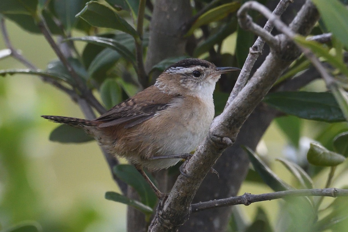 Marsh Wren - ML646198664