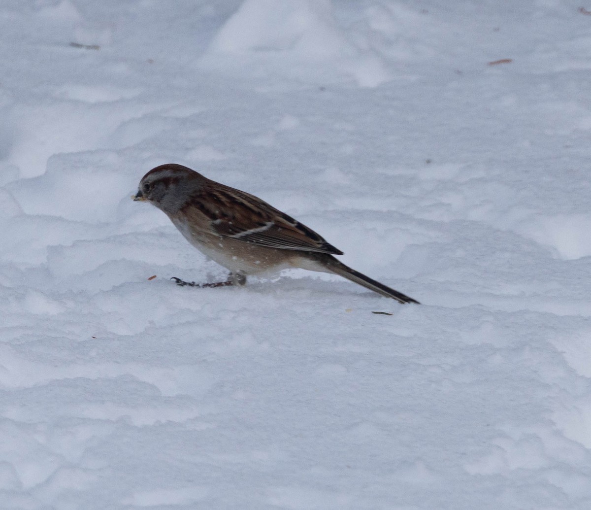 American Tree Sparrow - ML646198665