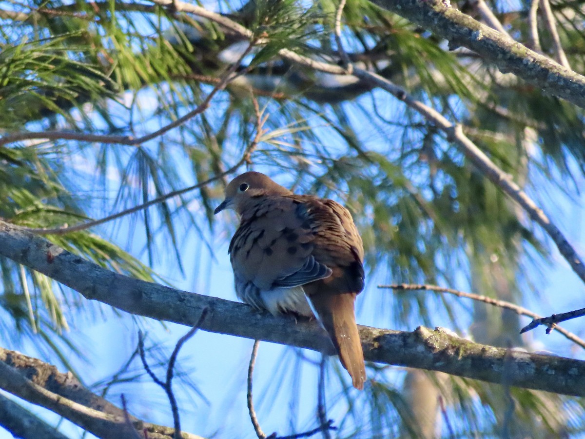 Mourning Dove - ML646198667