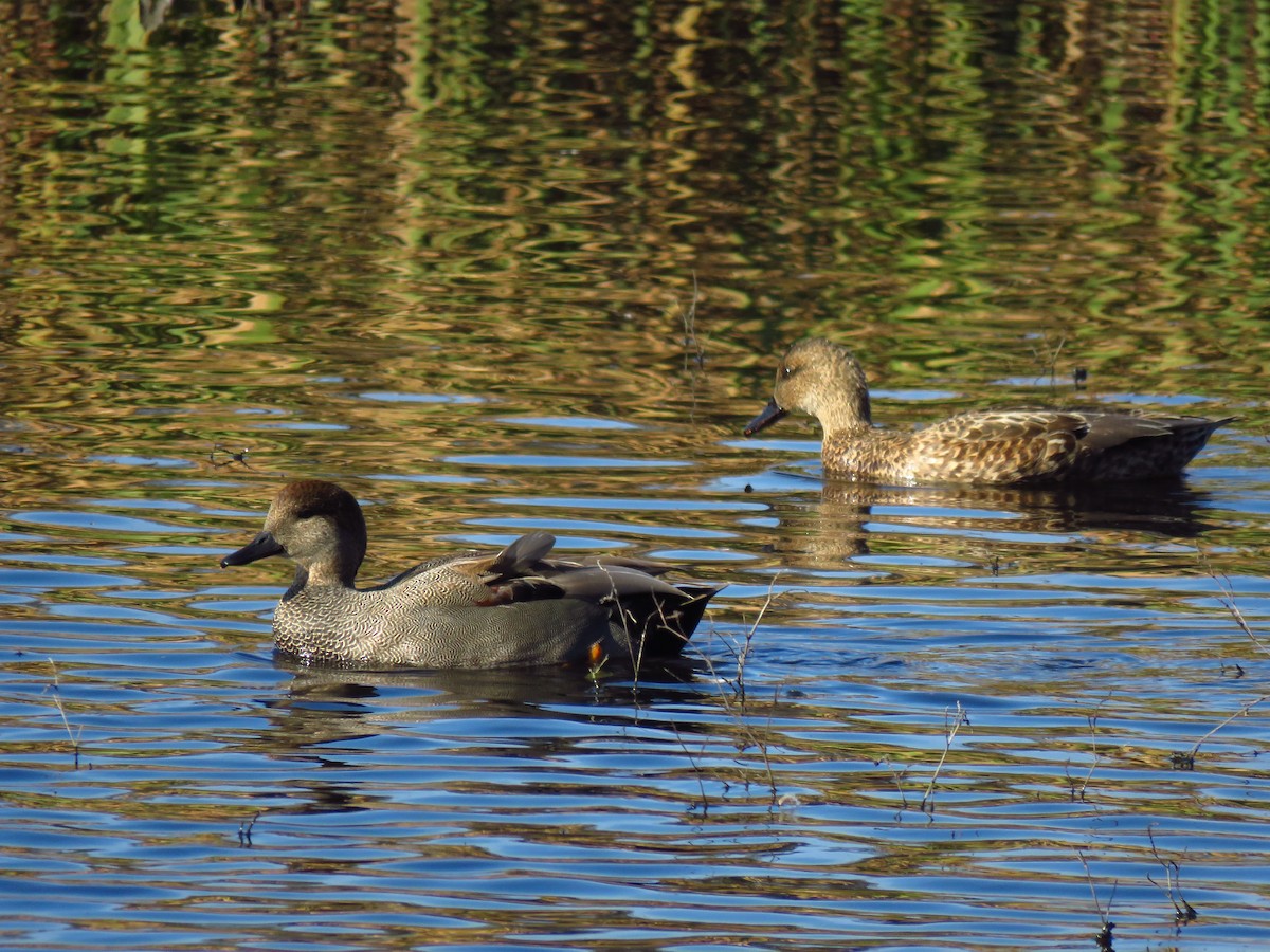 Ipar-ahatea - ML646198668