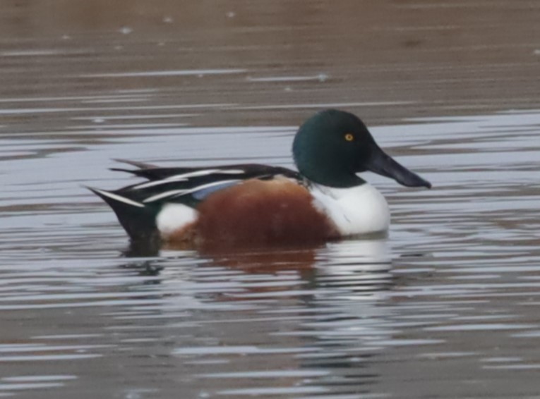 Northern Shoveler - ML646198669
