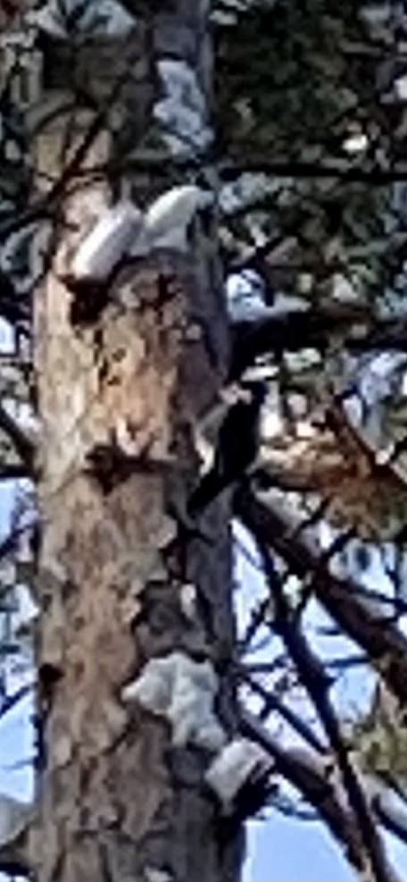 Black-backed Woodpecker - ML646198670