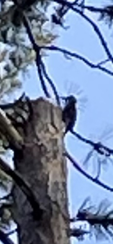 Black-backed Woodpecker - ML646198671