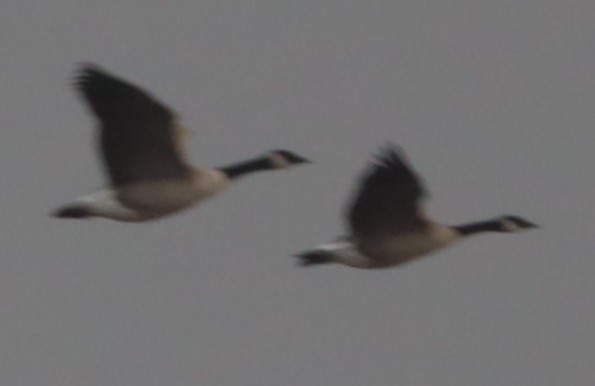 Canada Goose - ML646198672