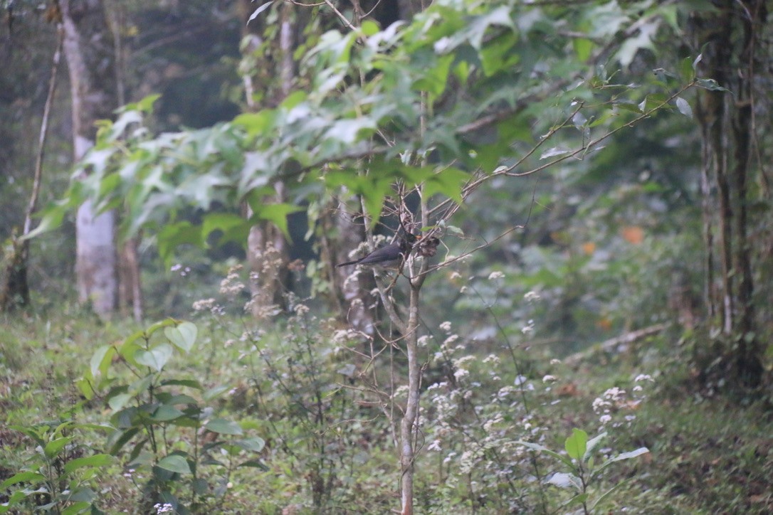 White-throated Thrush - ML646198673