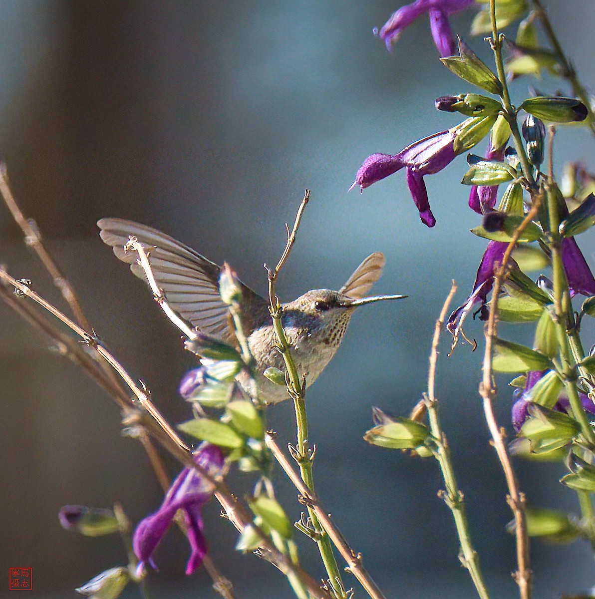 Black-chinned Hummingbird - ML646198674