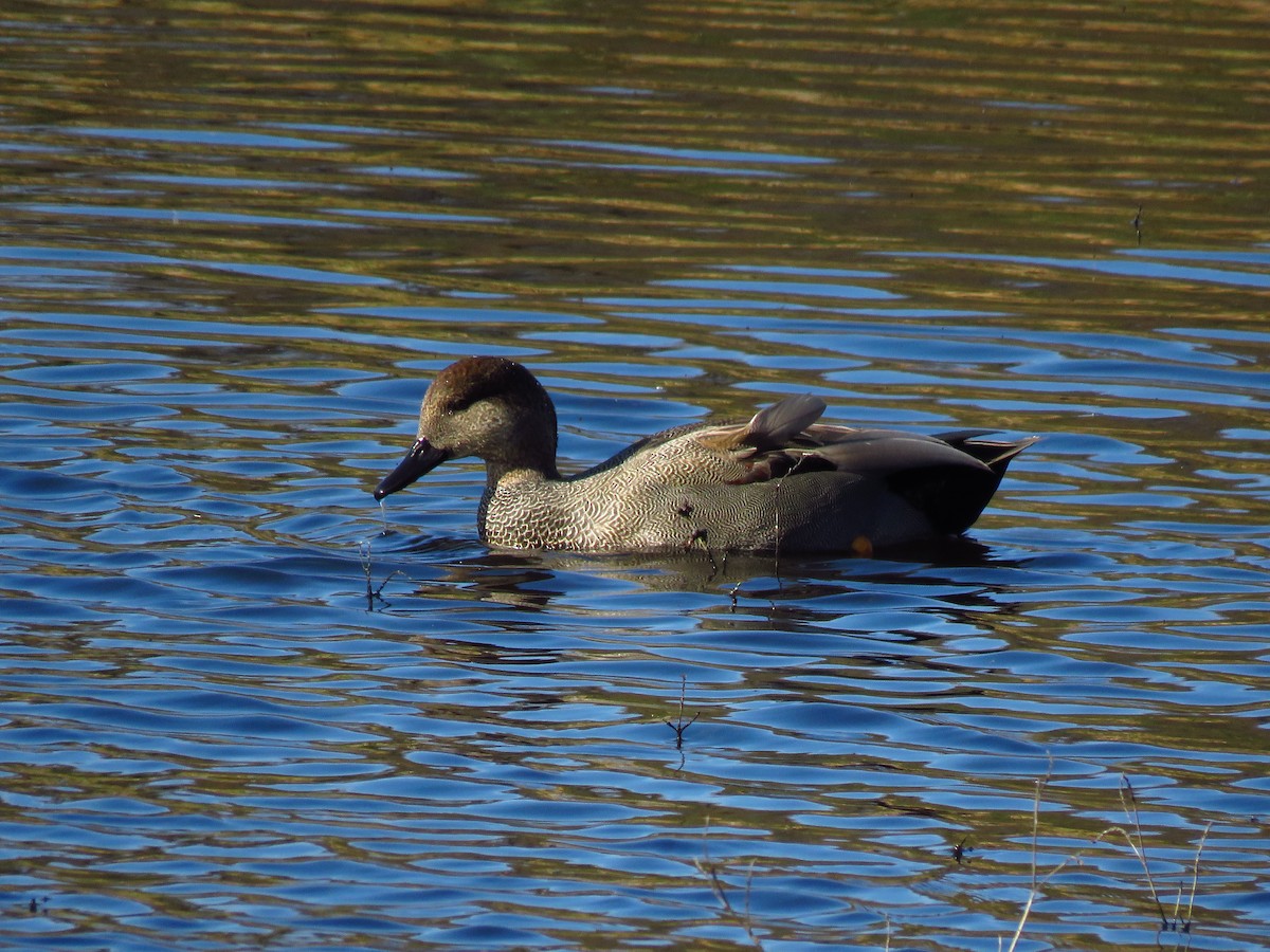 Ipar-ahatea - ML646198675