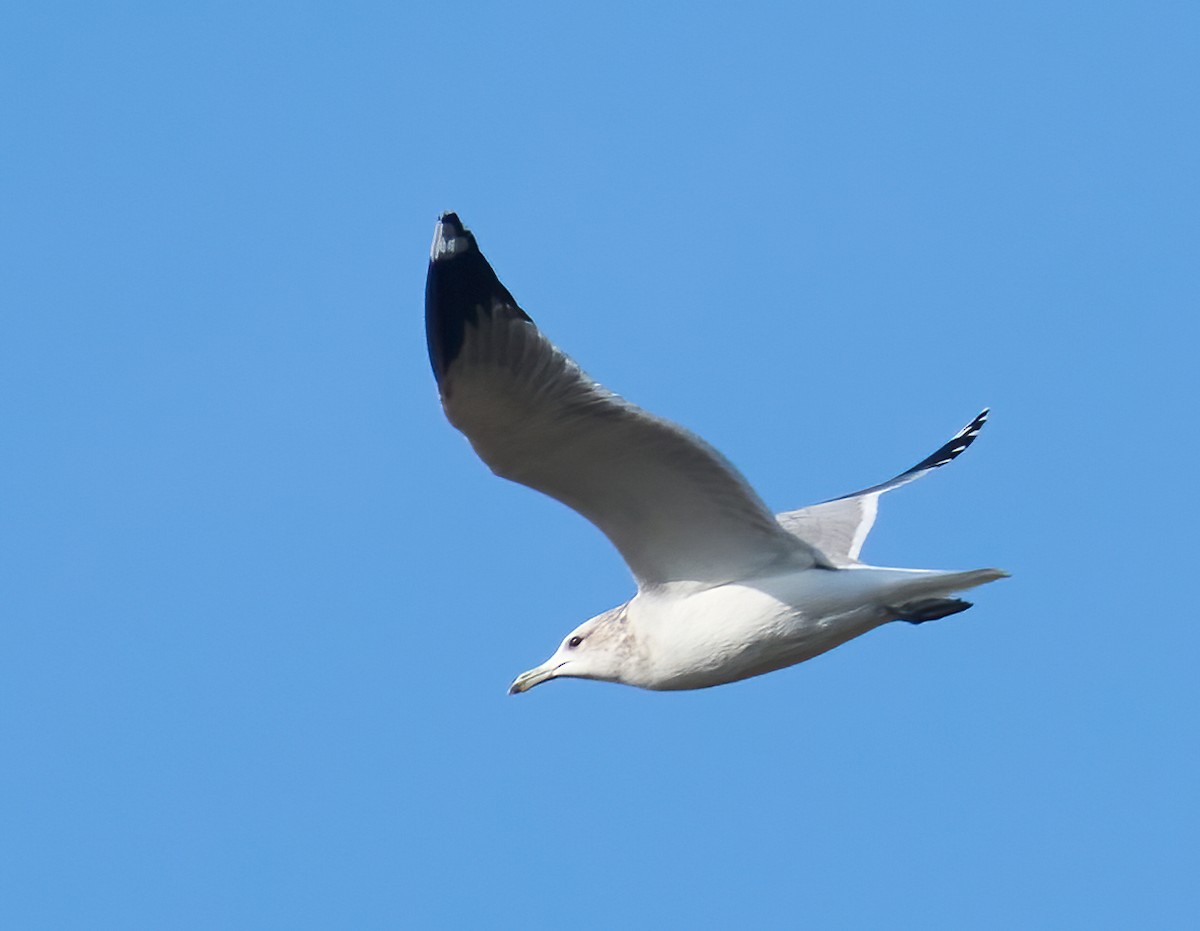 California Gull - ML646198680