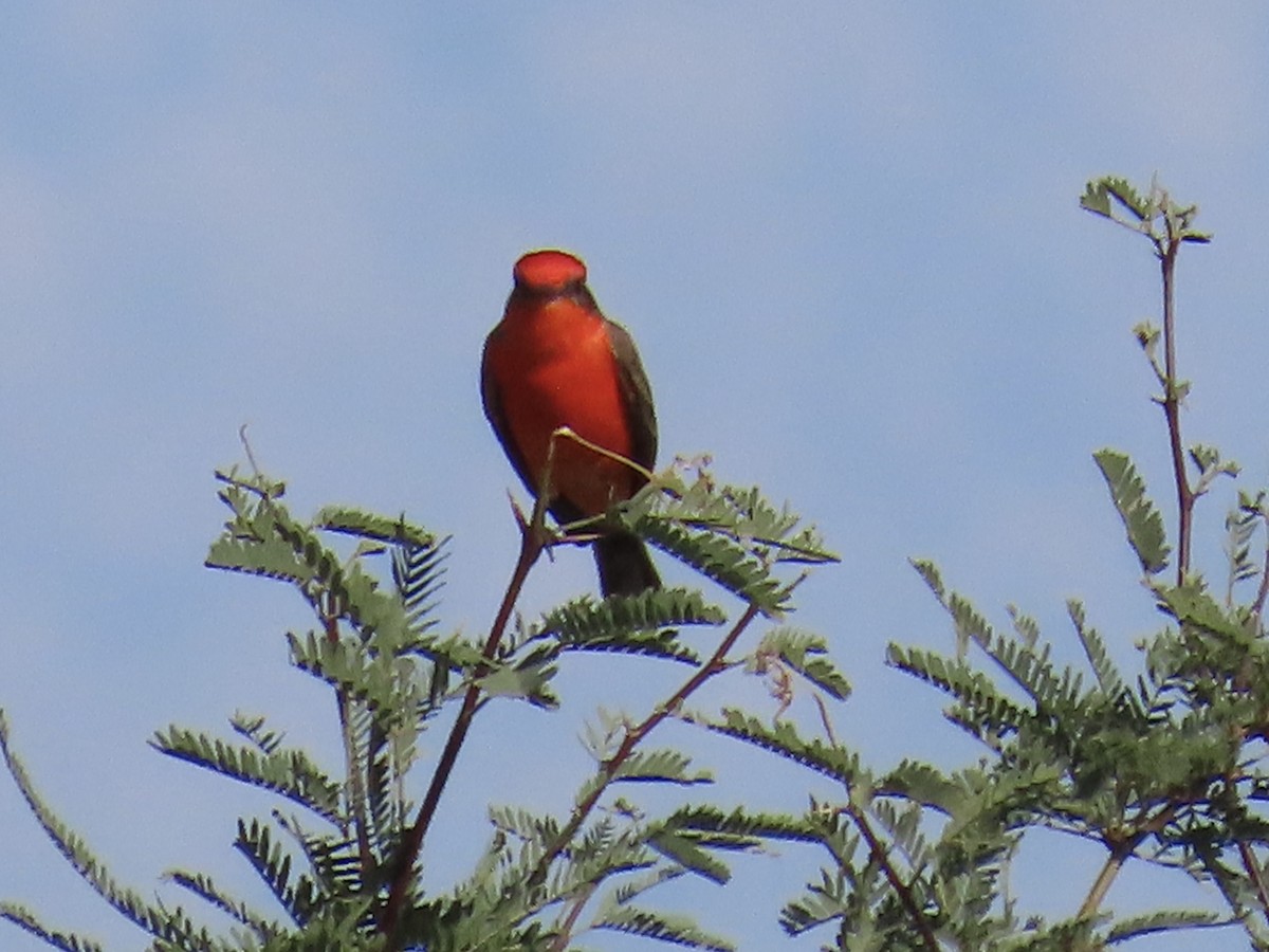 Vermilion Flycatcher - ML646198681