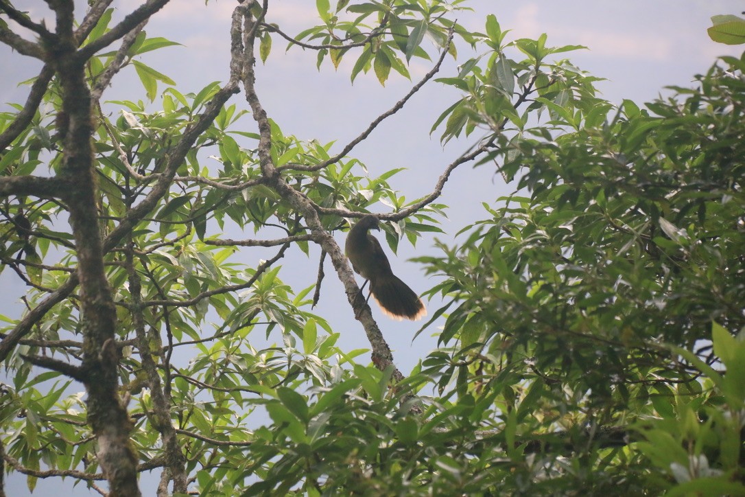 Plain Chachalaca - ML646198684