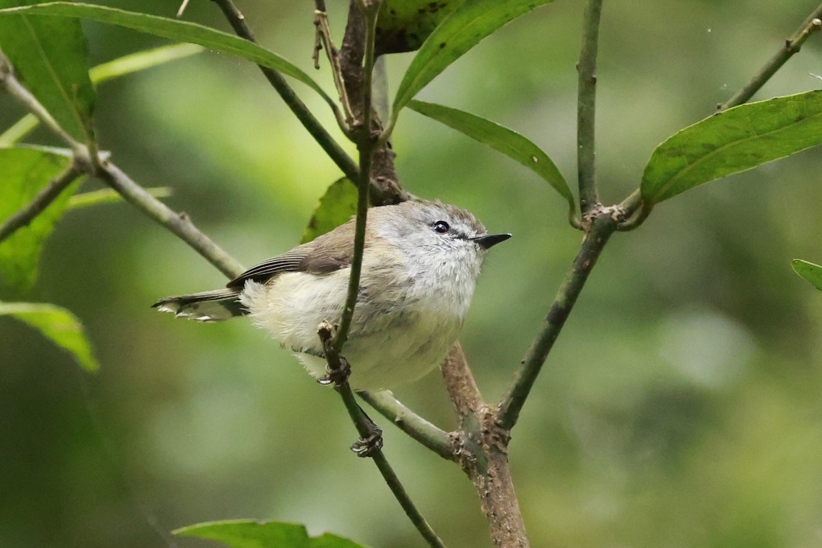 Brown Gerygone - ML646198687
