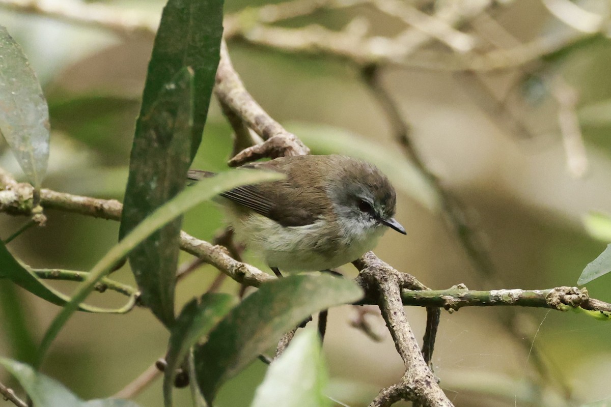 Brown Gerygone - ML646198688