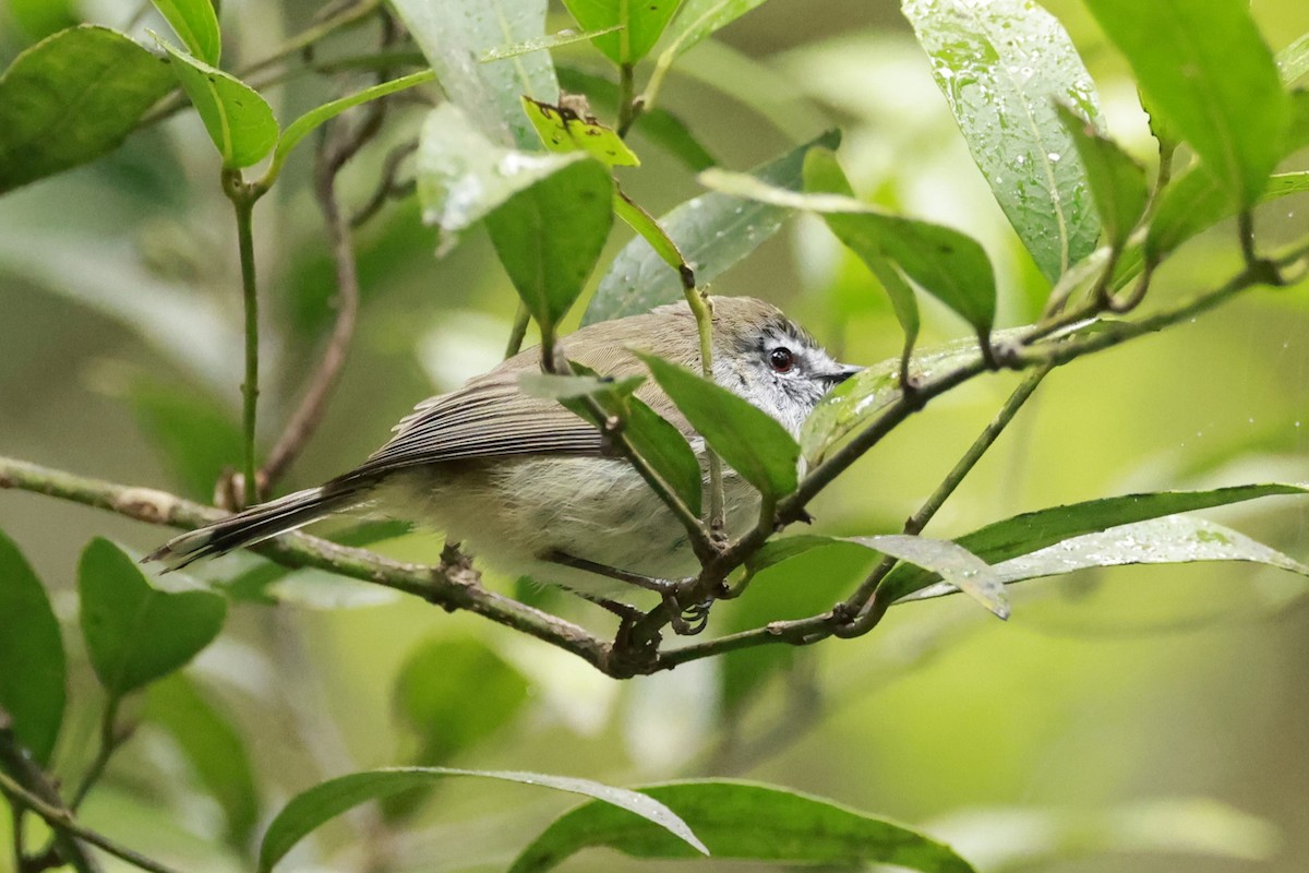 Brown Gerygone - ML646198689