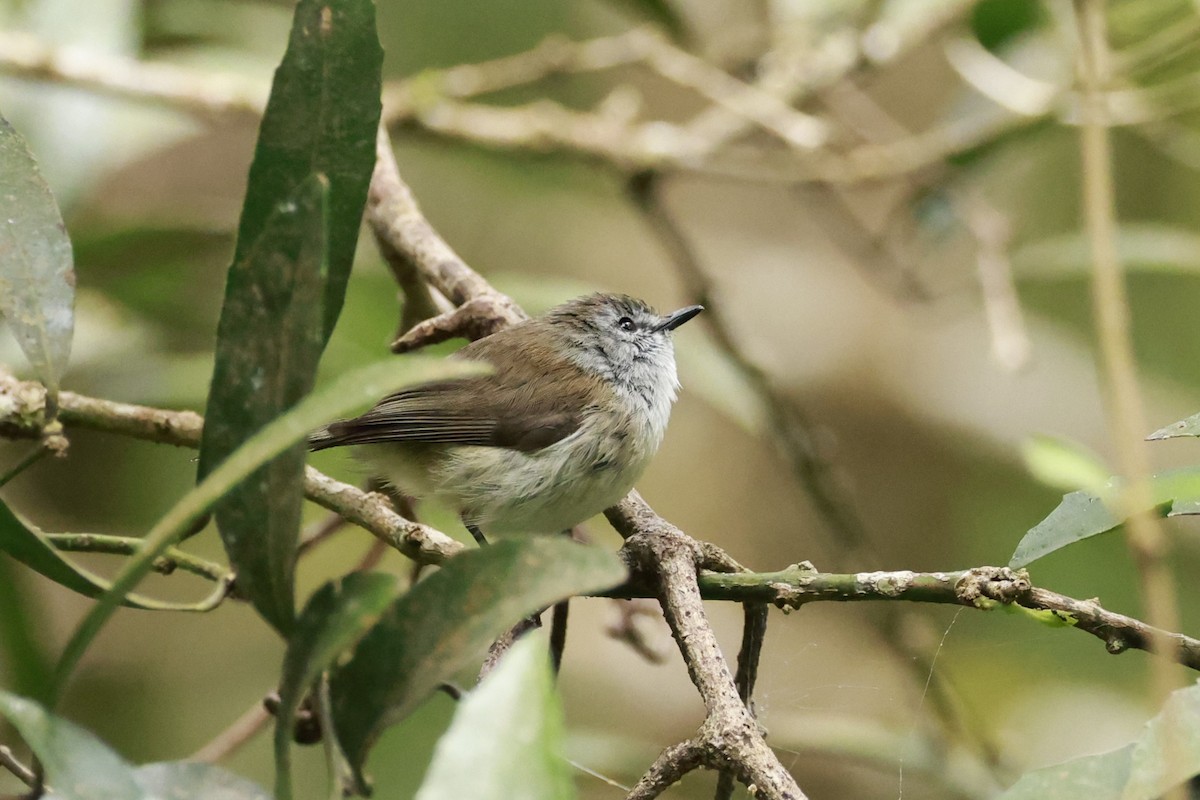Brown Gerygone - ML646198690