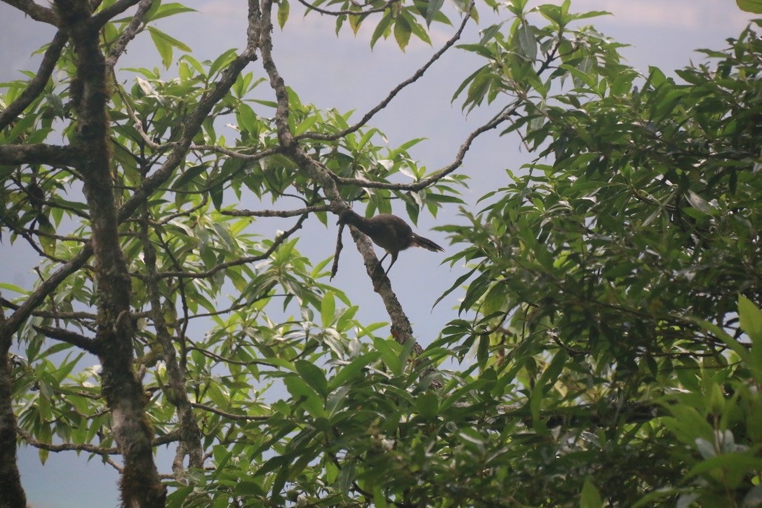Plain Chachalaca - ML646198691