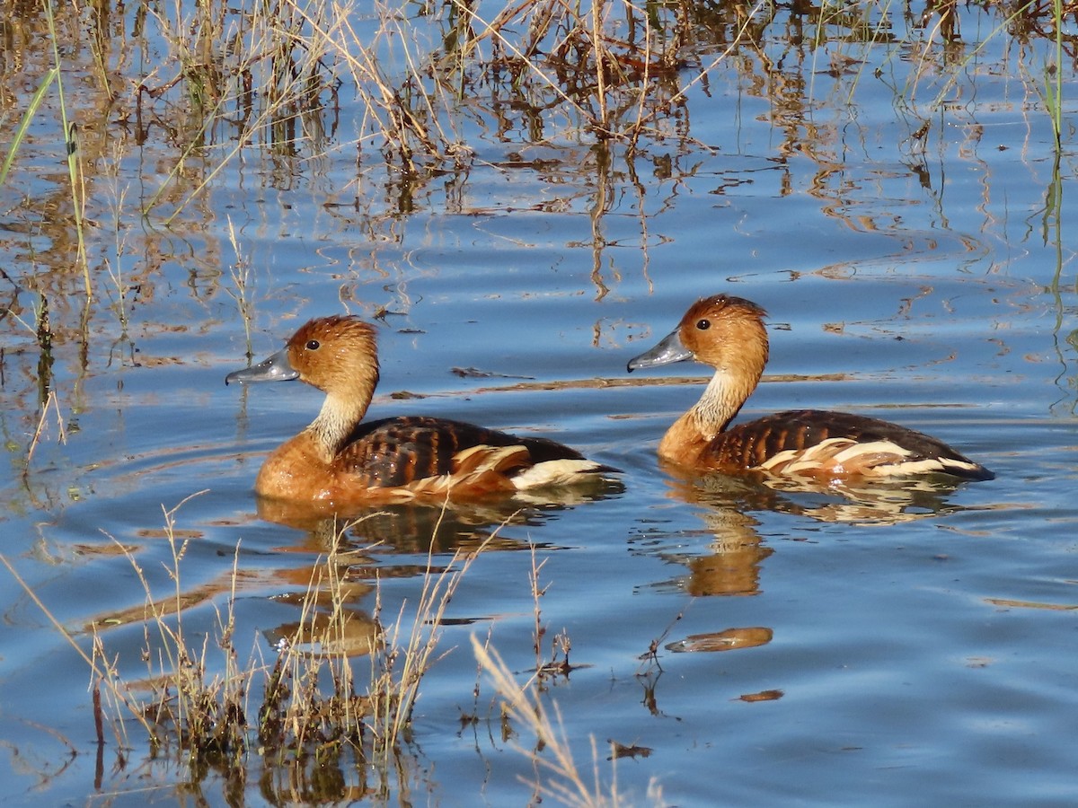 Свистач рудий - ML646198694