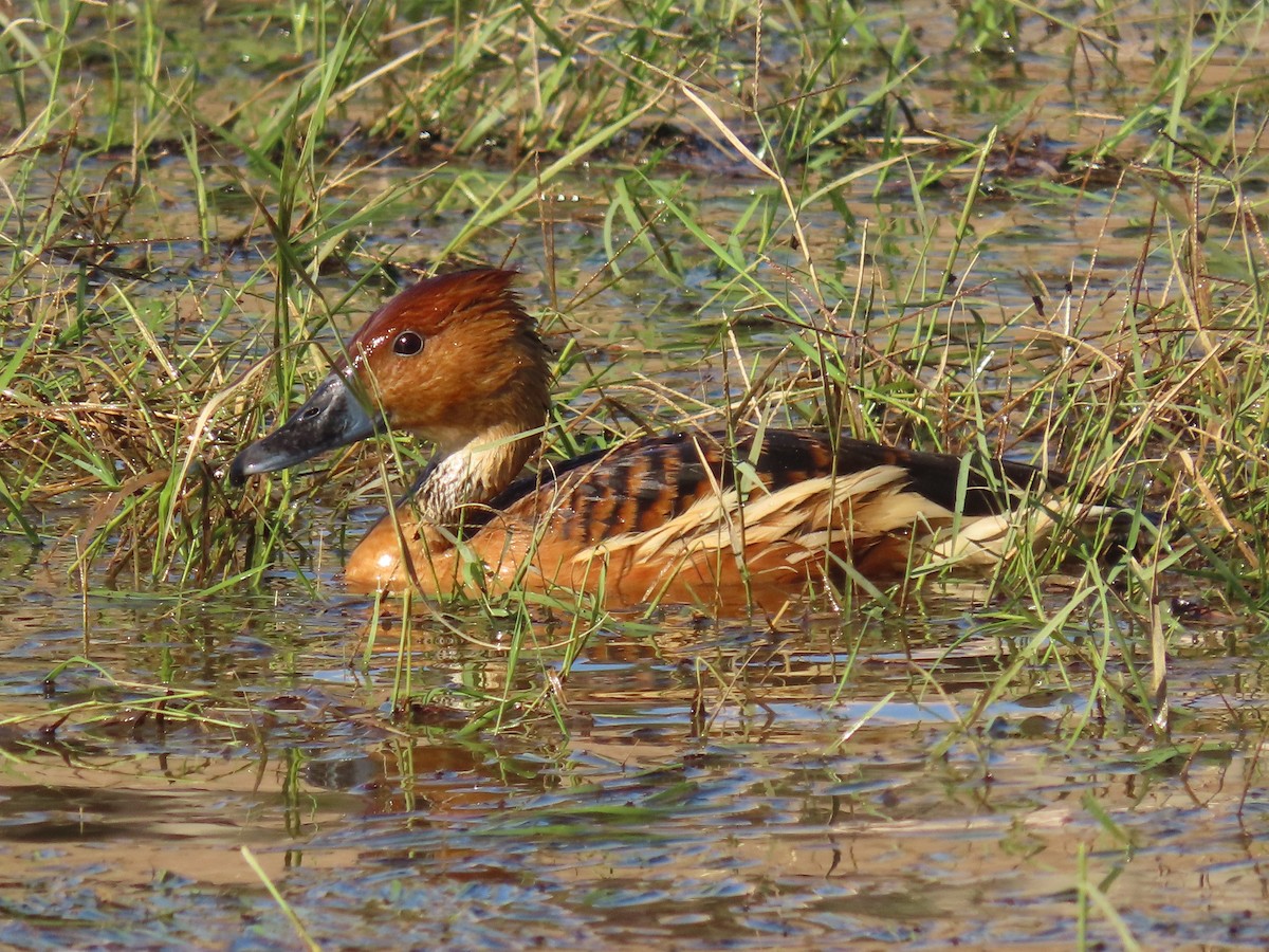 Свистач рудий - ML646198695